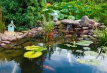 Common Pond Maintenance Mistakes That Cause Murky Water